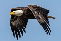 Кот упал с неба на ехавшую по шоссе машину и пробил лобовое стекло насквозь